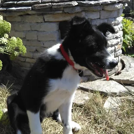 Cinzia